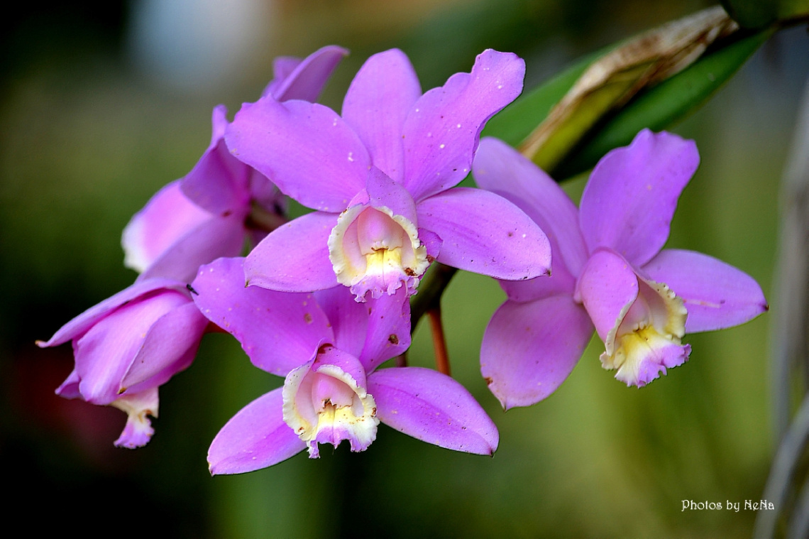 Lilac Orchid
