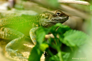 Agama stelio (Sternenagave)