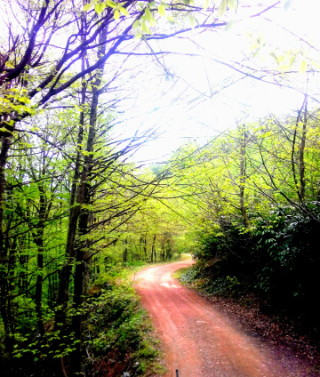 doğa da bahar rengi