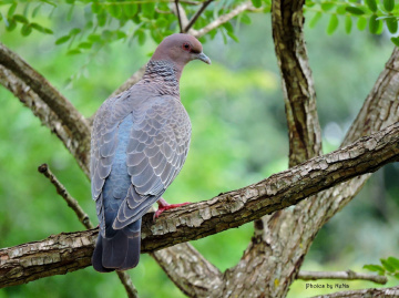 Columba picazuro