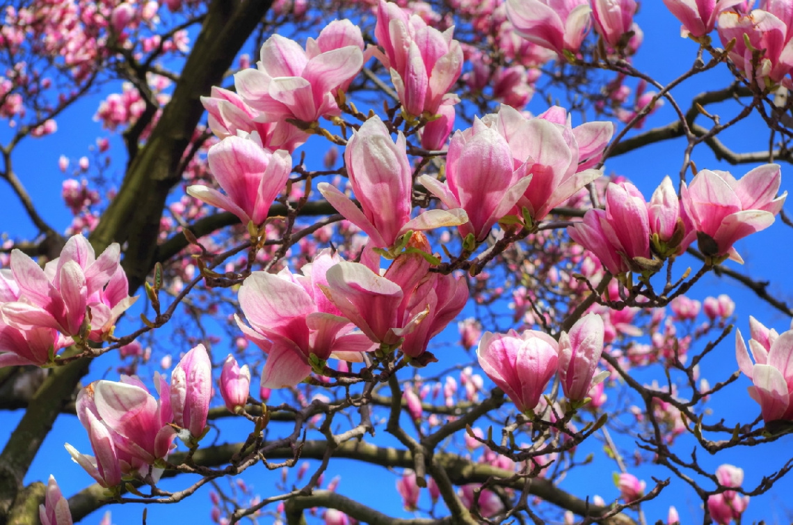 Magnolia
