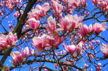 Magnolia