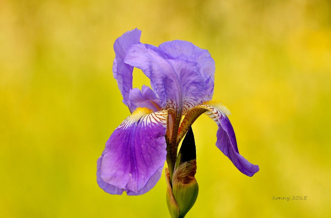 lily