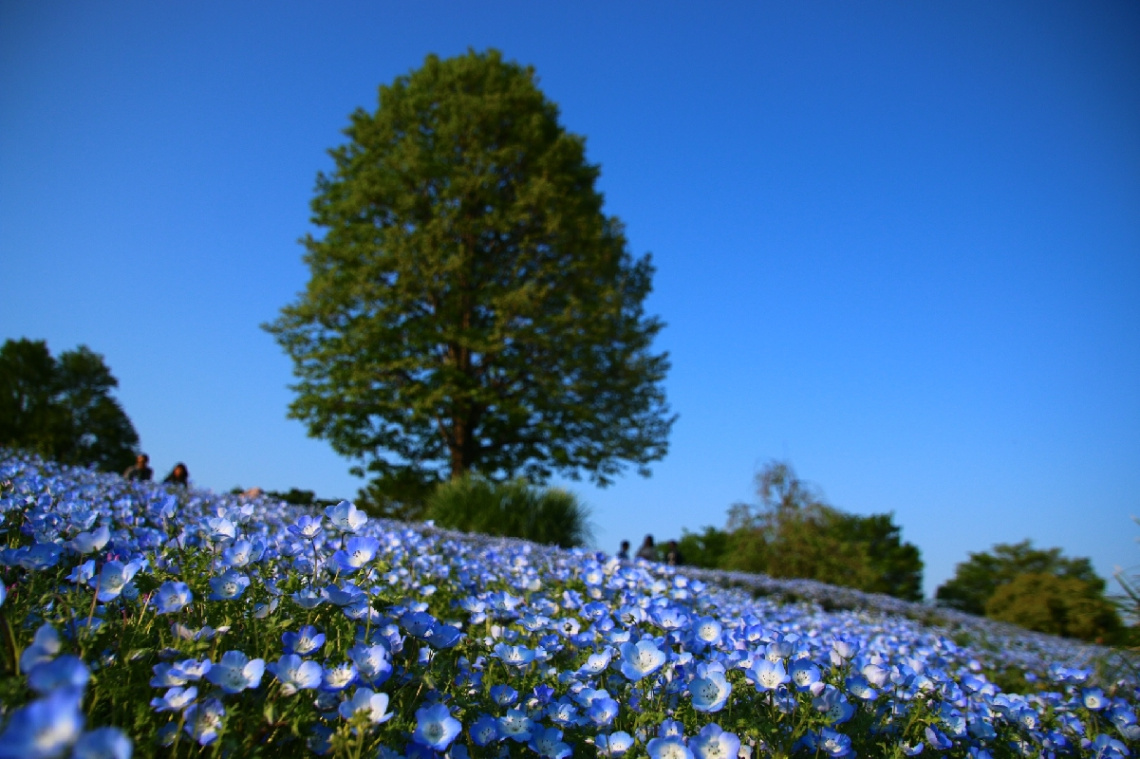 blue flower hill