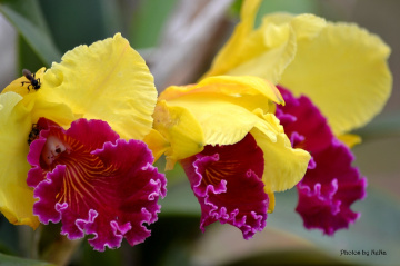 Brassocattleya Orchid
