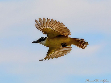 Pitangus sulphuratus