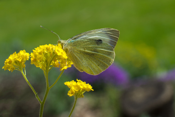Large White