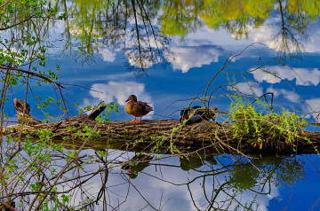 On the  lake