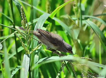 Sporophila Caerulescens 