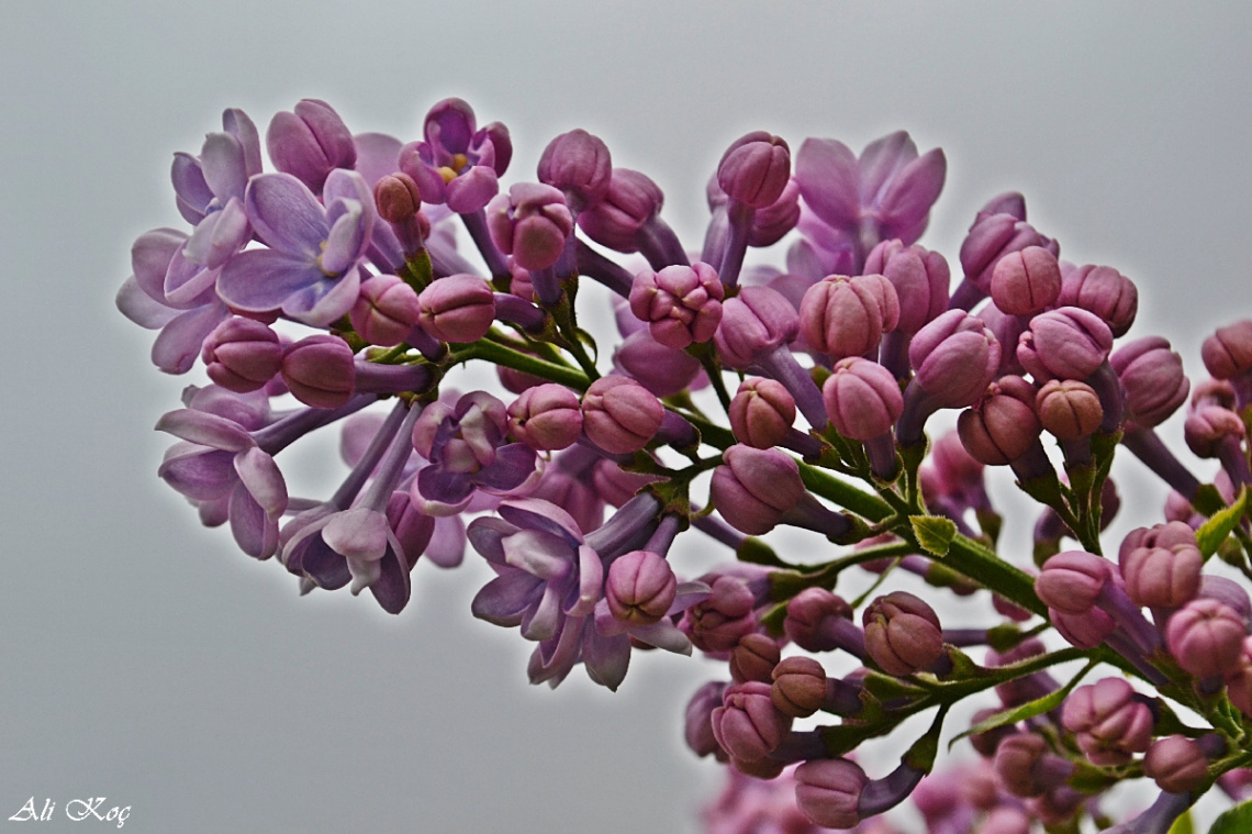 Tomurcuklar-Buds