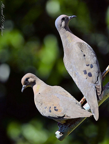 Couple
