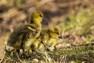 Baby Geese