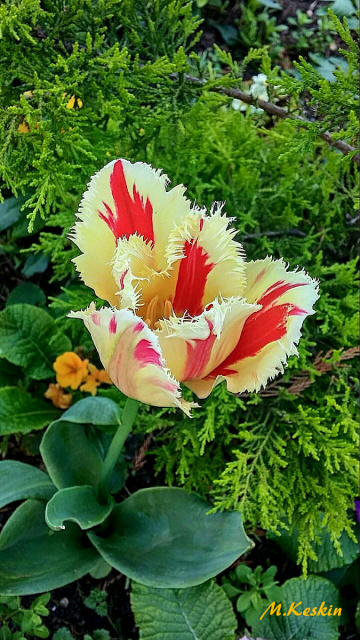 Lale zamanı