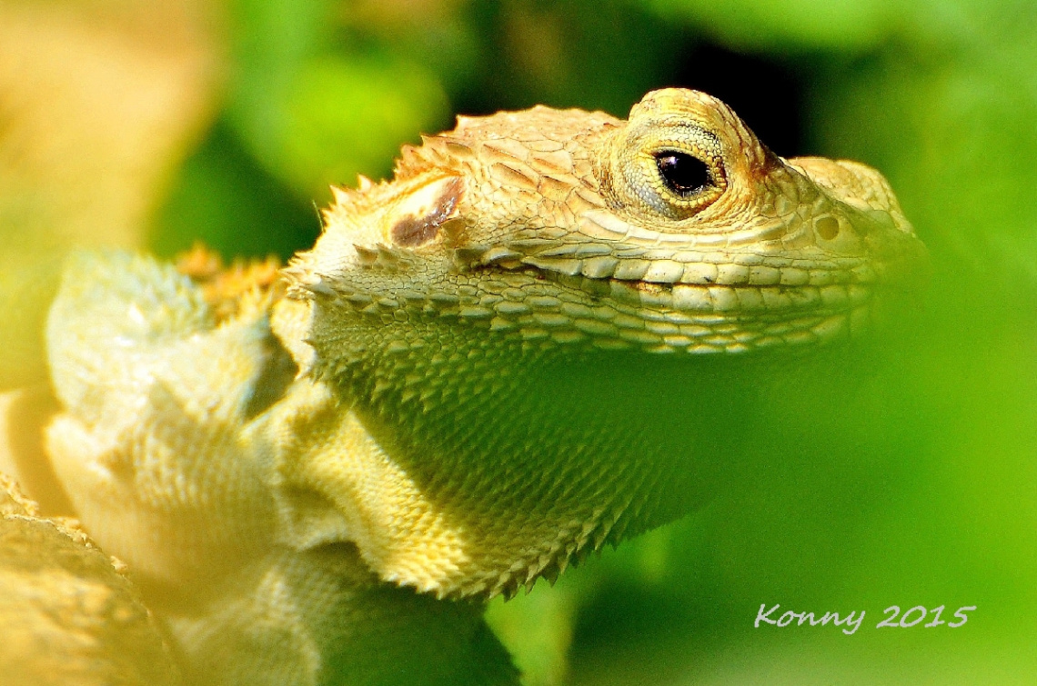 Agama stelio (Sternenagave)