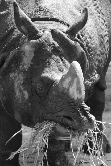 rhinoceros