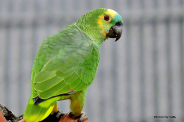 Parrot