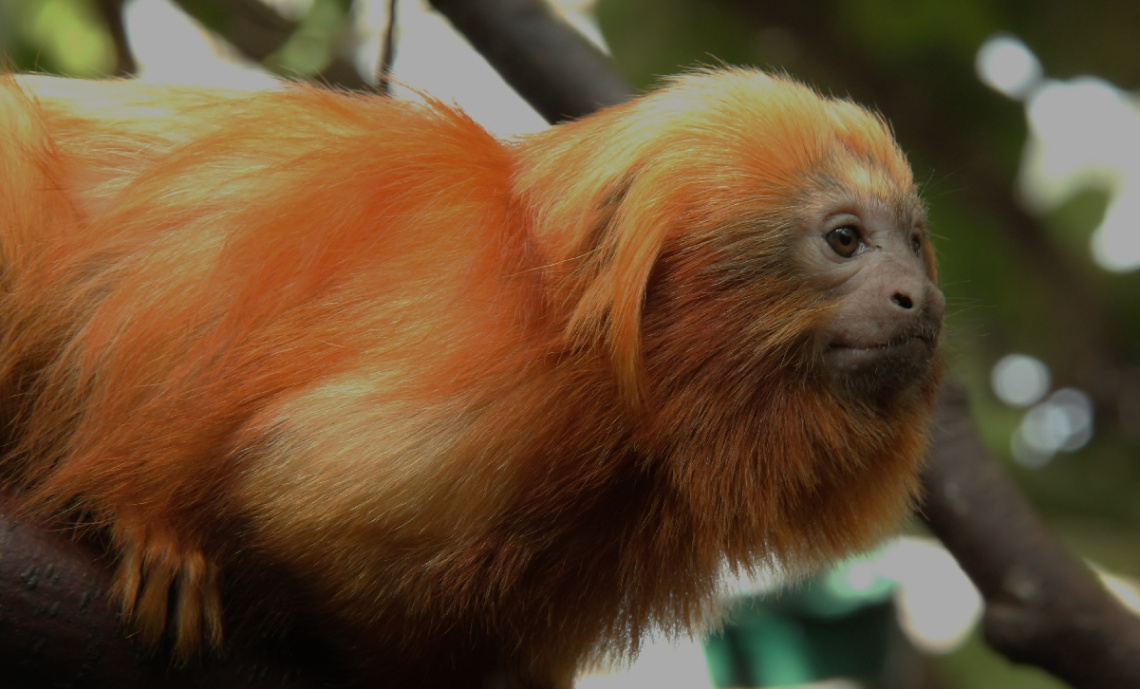 Tamarin Lion