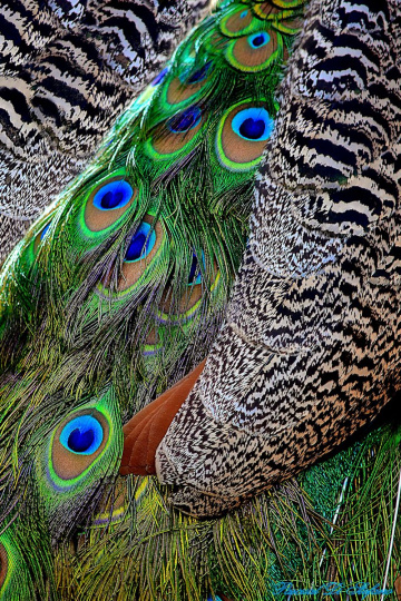 Peacock colors