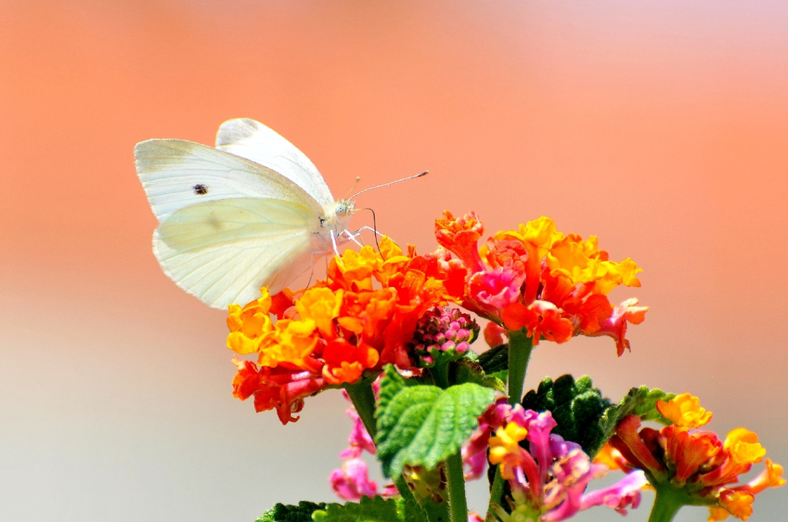 white butterfly ... :) 