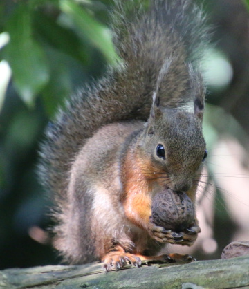squirrel