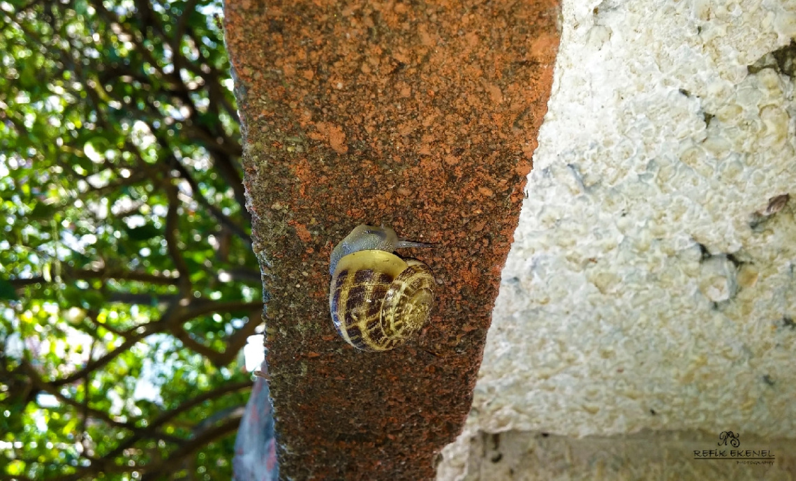 Salyangoz