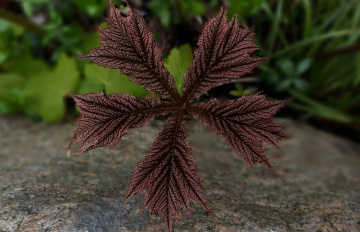 In The Garden