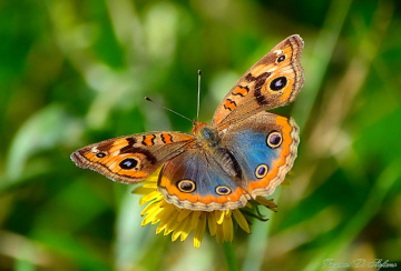 Junonia genoveva