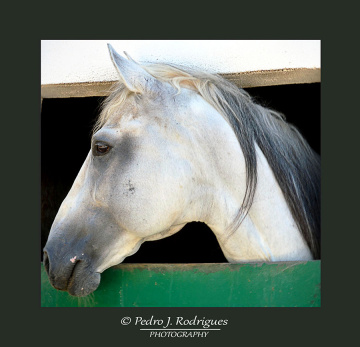 White Horse