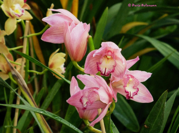 Orchidee 