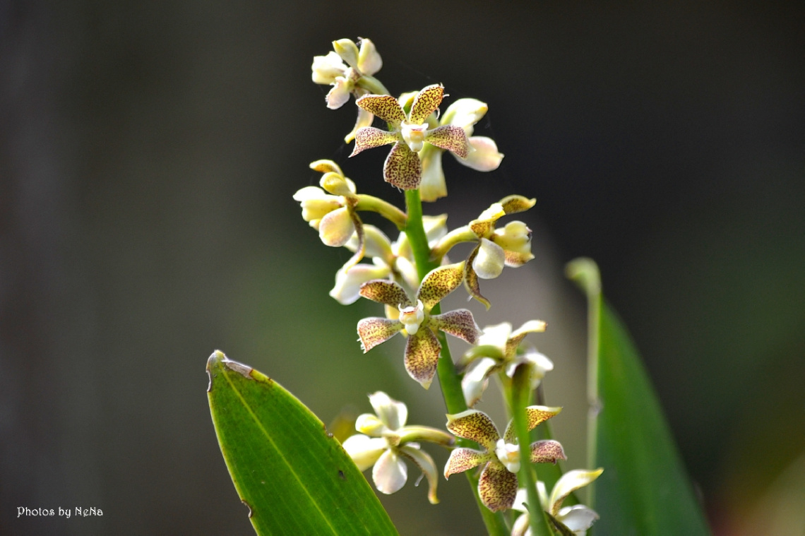 Mini Orchid 2