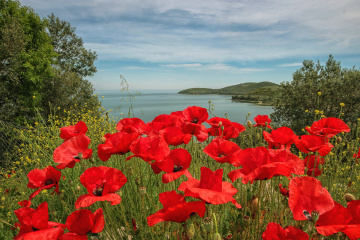 poppies
