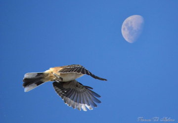 Flying to the moon