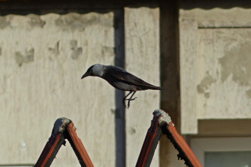 Uzun atlama
