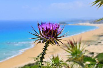 best beach ... ♥ 