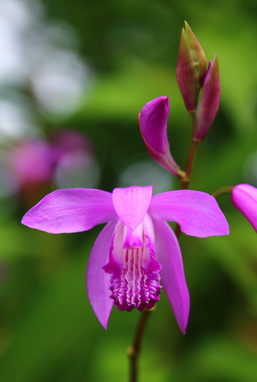 orchid