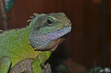 İguana