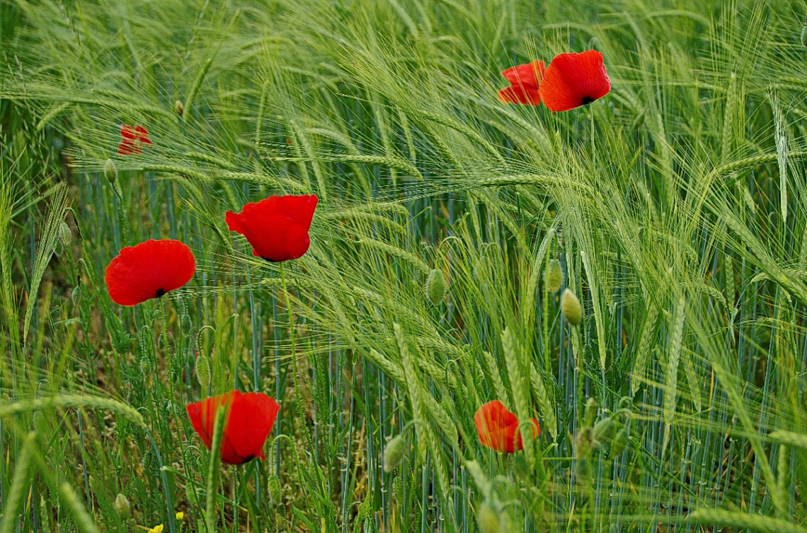 In a field of wheat