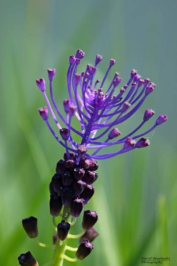 muscari à toupet
