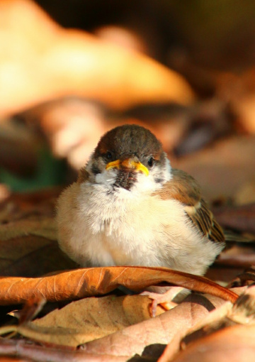 child sparrow