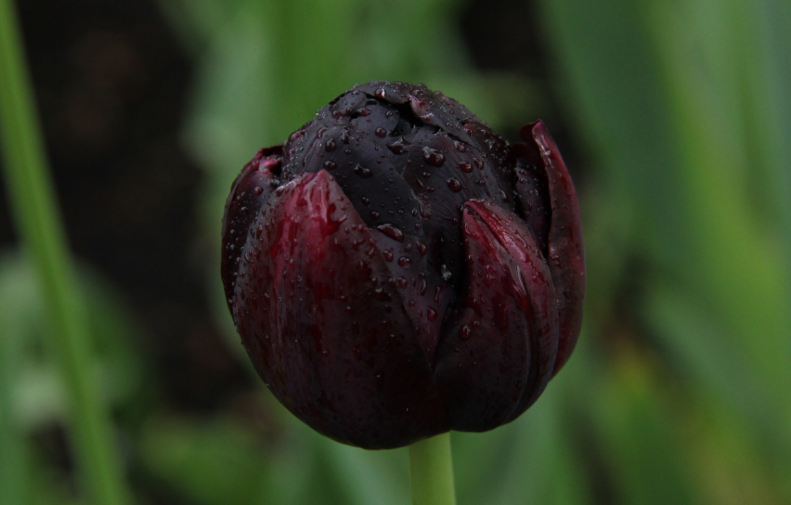 A Tulip After The Rain