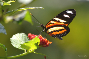 Heliconius ismenius