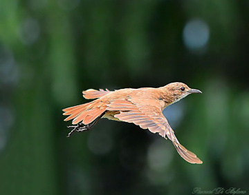 Flying over the green