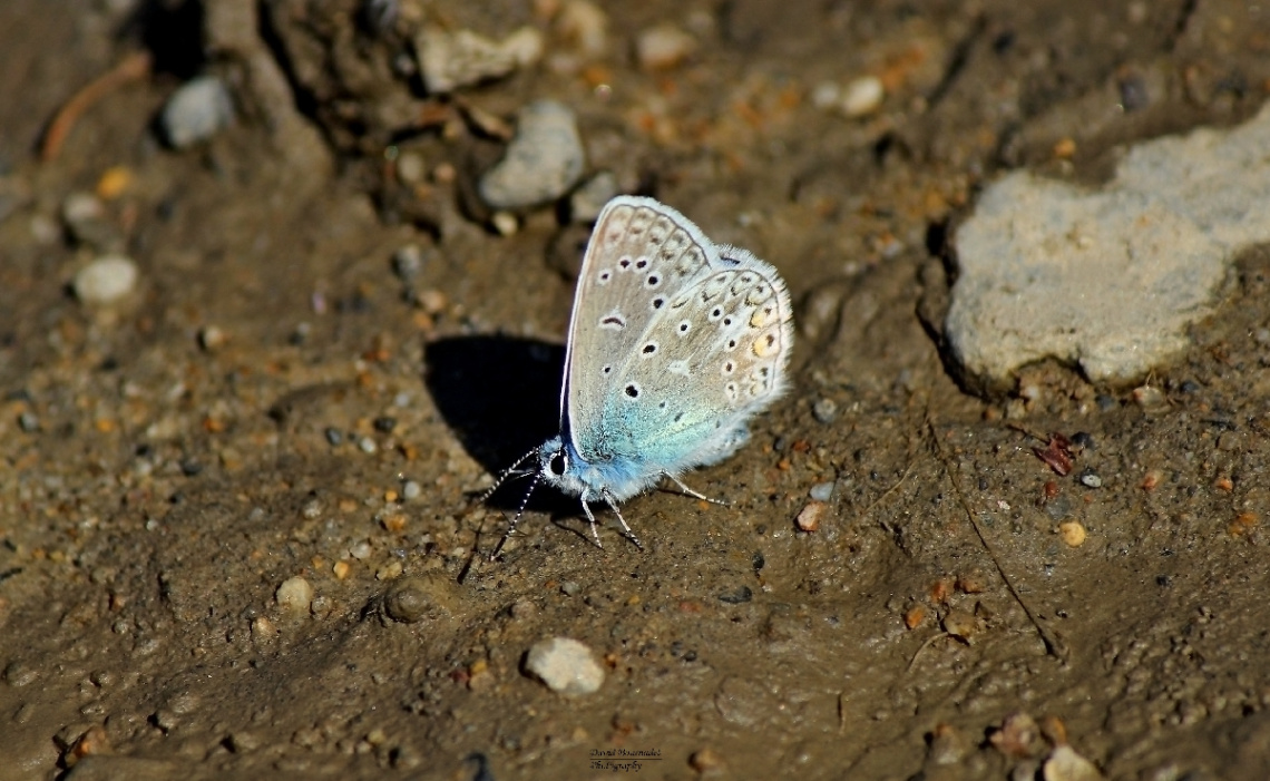 Butterfly argus