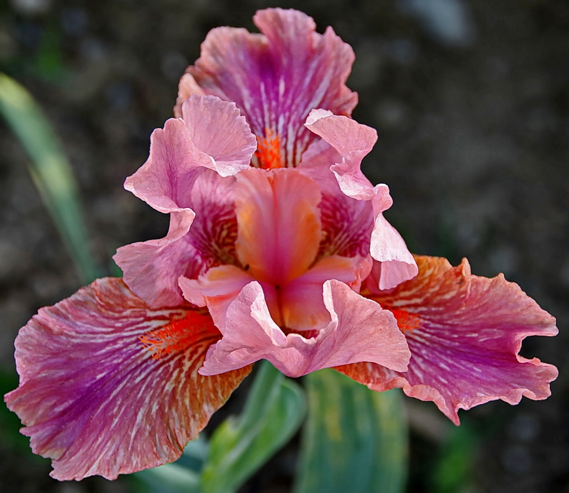 Pink Iris