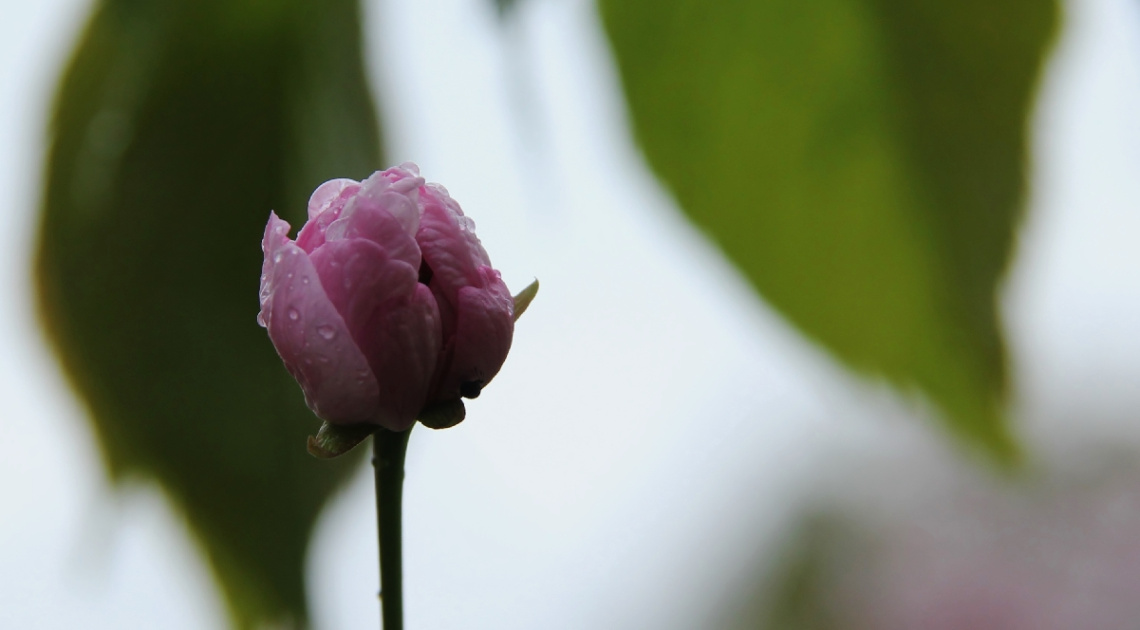 After Rain In The Shade