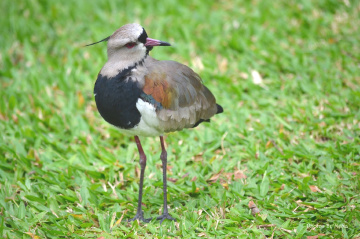 Vanellus chilensis
