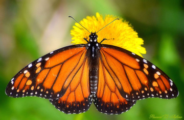 Monarch 