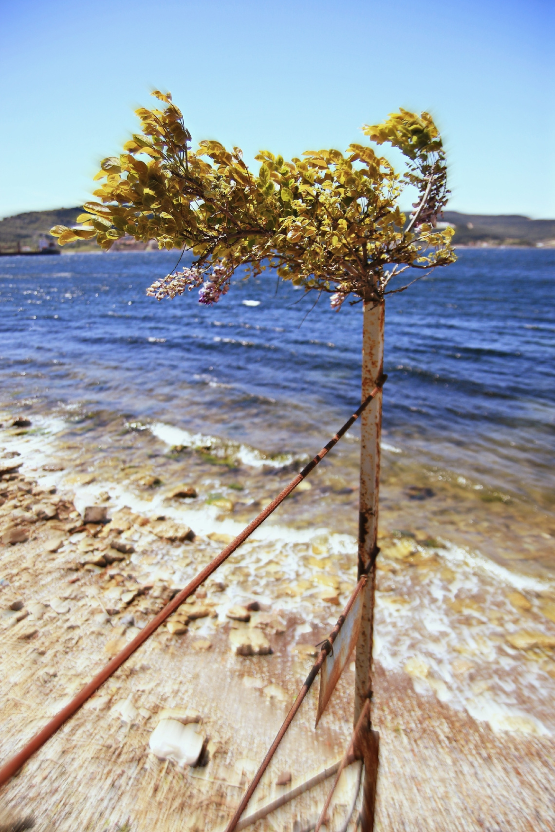 tree