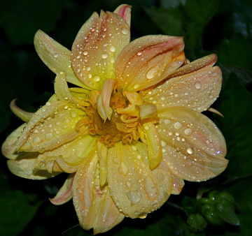 yellow dahlia