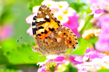 colourful ... 